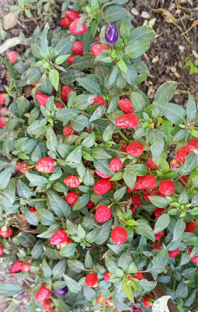 Перец острый Турецкий цветок (Turkish Flower)