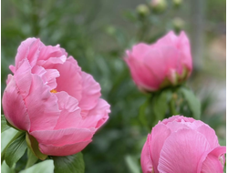 Пион Salmon Chiffon (Салмон Шиффон)