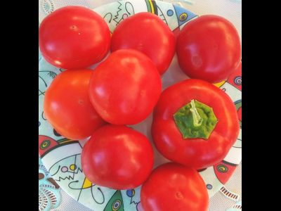 Перец острый Алма паприка (Яблочный перец, Alma Paprika)