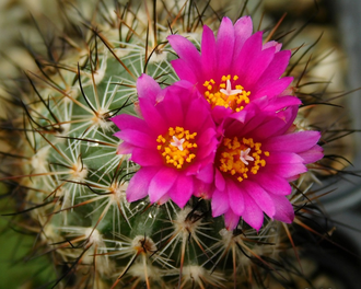 Gymnocactus viereckii L 1159 - 5 семян