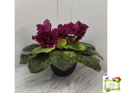 ЕК-Жара (Е. Коршунова) 2018 г.