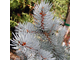 Хупси ель (Picea pungens hoopsii).
