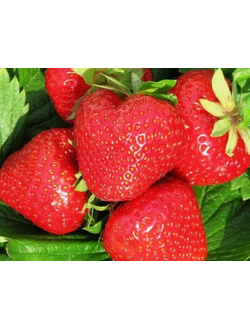 Клубника "Клери"