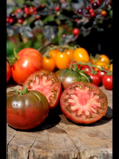 Томат Brandywine Black (Брендивайн Черный)