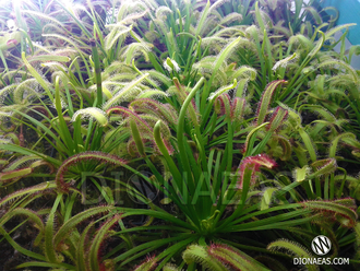 Drosera "Capensis var. Rubra"