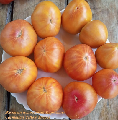 Томат Желтый полосатый Кармеллы (Carmella’s Yellow Stripes)