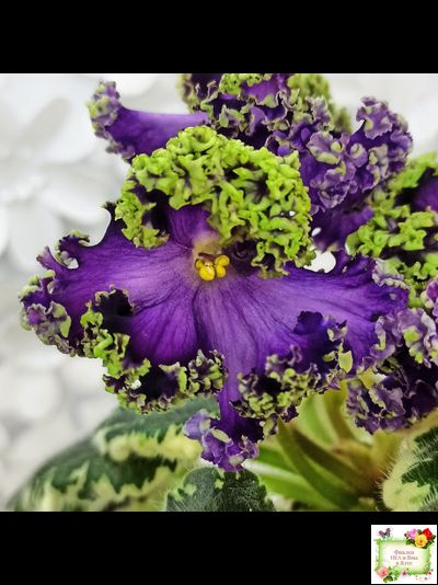 ЛЕ-Галатея Люкс (Е. Лебецкая) 2019 г.