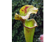 Sarracenia hybrid 14