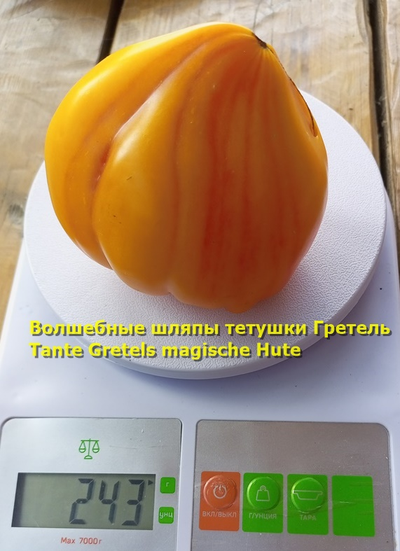 Томат Волшебные шляпы тетушки Гретель (Tante Gretels magische Hute)