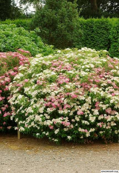 Спирея японская Генпей