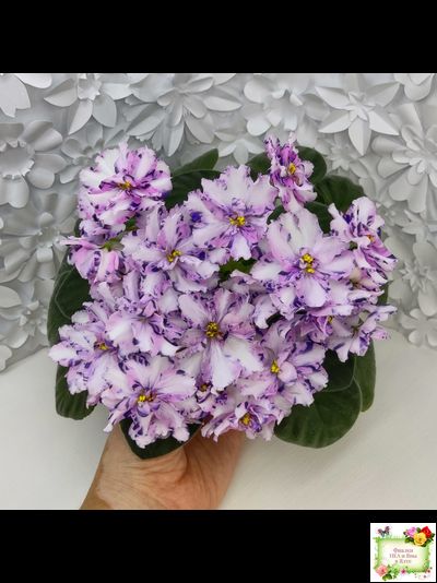 МК-Ветер Перемен (М. Карпова) химера стандарт (стартер сорт)