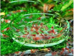 SwetAqua Shrimp Feeding - Кормушка для креветок стеклянная 70мм