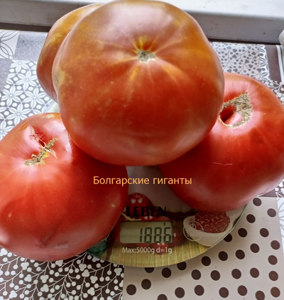 Томат Болгарский гигант (Bulgarian giant)