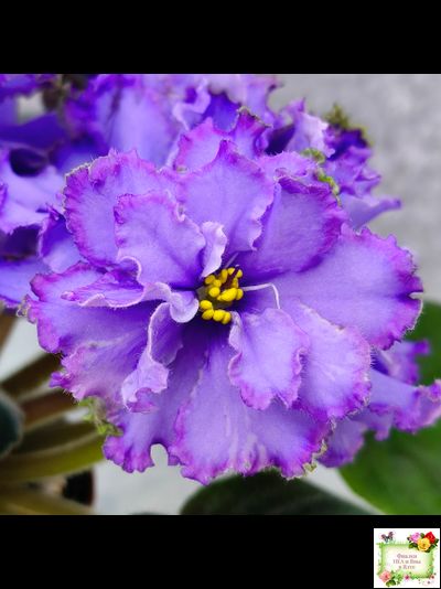 Blue Dragon (LLG/P.Sorano) (9516) 12/17/2005