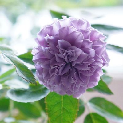 Тамамо (Tamamo)