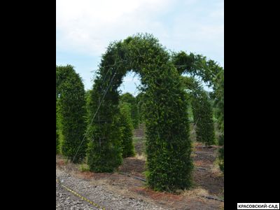 Топиар Арка из Лиственницы Маргилинда - Larix marschlinsii