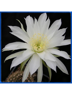 Echinopsis kratochviliana