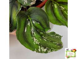 LV-БИГ (Л. Шевелева) 2024 г. трейлер (лист с детками посажен 15.08.25)