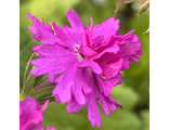 Primula sieboldii Onigokko