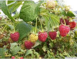 Малина Таганка ремонтантная