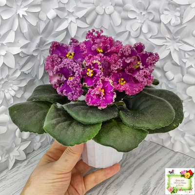 ЛФ-Дарья (Л.Федосеева) 2017 г. (пасынок укоренённый)