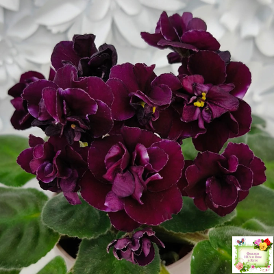 Mac's Black Uhuru (G. McDonald)