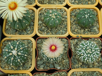 Astrophytum asterias SK x AS KIKKO (1140.1) - 10 семян