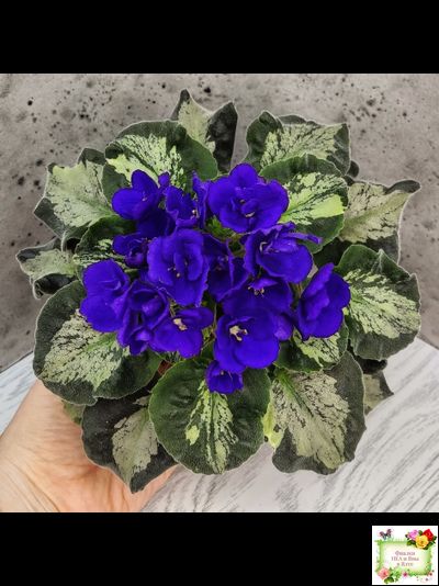 Harmony&#039;s Little Stinker (Harmony) листовая химера (пасынок сорт укоренённый)