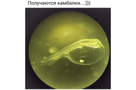 Личинка камбалы калкан