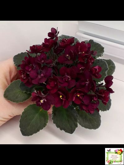 Jolly Fire (H.Pittman) (9715) 01/15/2007