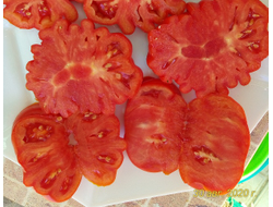 Томат Лев минусинский