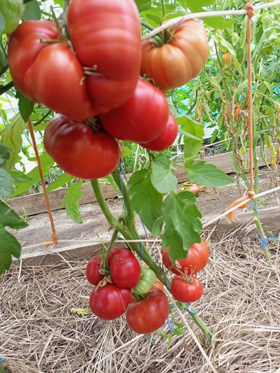 Томат Санта Лючия, (Sainte Lucie) США