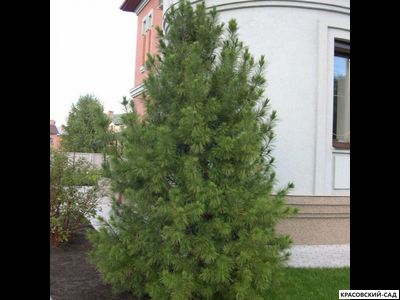 Сосна Кедровая Сибирская 4 метра