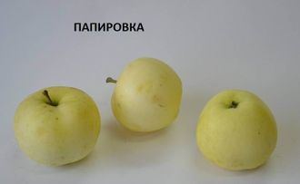 Папировка. Летний сорт