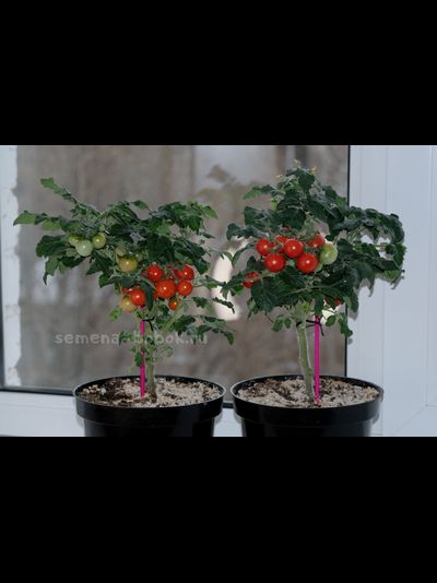 Томат  Red Robin (Ред Робин), 10 шт.