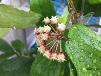 Hoya Ranauensis (Sp. Borneo)