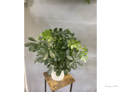 Шеффлера в горшке