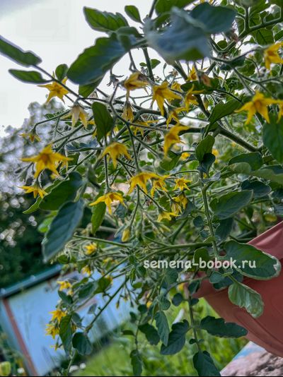 Томат Ditmarscher "Suspension rose" (Дитмаршевская Розовая Подвеска), 10 шт