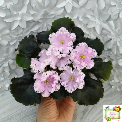 ВаТ-Любимая Внучка (Т.Валькова) 2016 г.