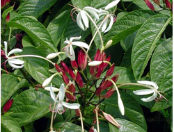 Clerodendrum minahassae / Клеродендрум Минахасе