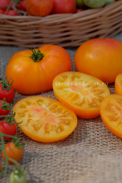 Томат Dwarf Lucky Swirl (Гном Завиток Удачи), 10 шт