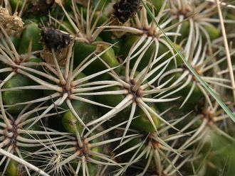 Gymnocalycium achirasense ssp.echinatum VG-004 - 5 семян