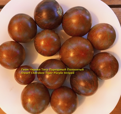 Томат Чероки тигр пурпурный полосатый, Cherokee Tiger Purple Striped)