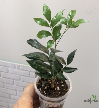 Murraya paniculata ‘Himalayan’  Narrow leaf / Муррайя Гималайская узколистная