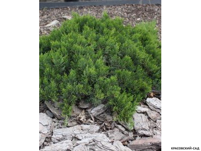 Можжевельник казацкий Тамарисцифолиа - Tamariscifolia