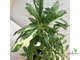 Ficus Racemosa White variegata / фикус ракемоза вариегатный белый