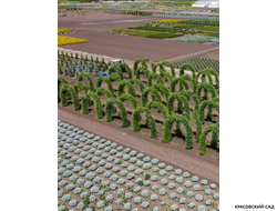 Топиар Арка из Лиственницы европейской