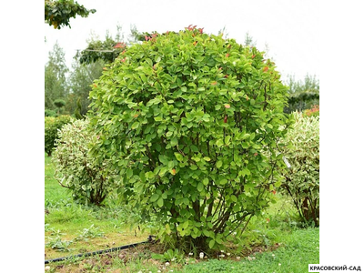 Топиар Ирга Канадская в форме шара