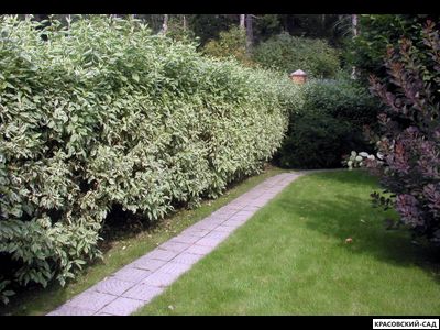 Живая изгородь из дерена