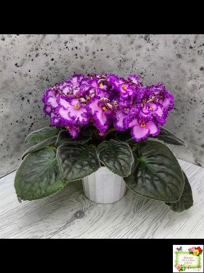 Lyon&#039;s Pirate&#039;s Treasure (S. Sorano) (8529) 11/09/1996